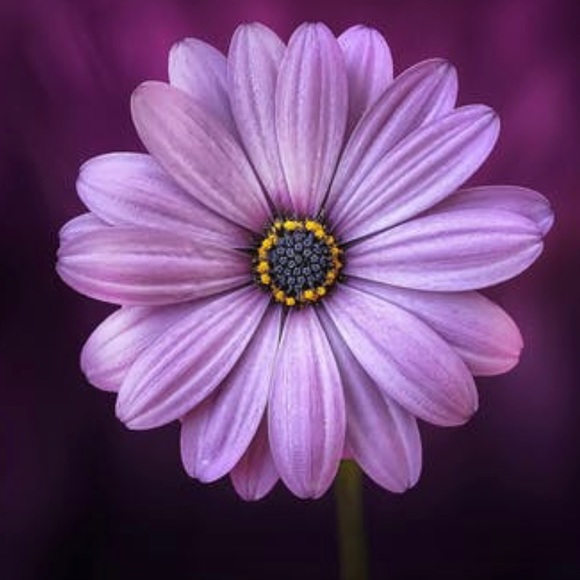 Meet your Posher - Picture 1 of 1